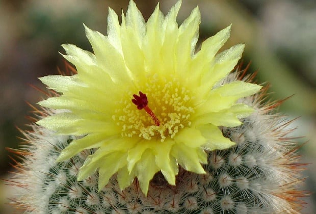 Большой колючий желтый цветок