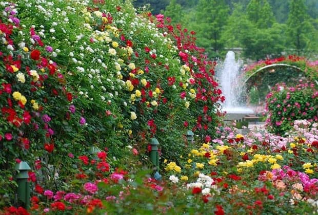 Парковая аллея в большом количестве разных цветов