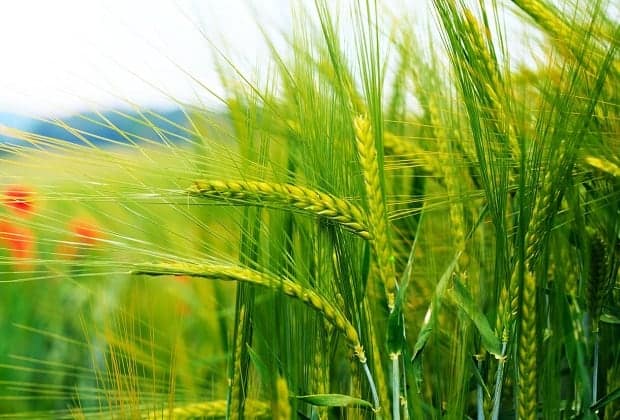 На поле с пшеничными культурами растут красные маки