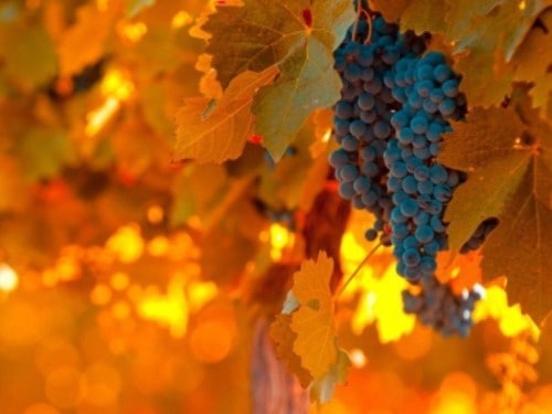 Удобрение винограда осенью