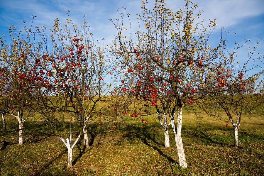 яблони осенью