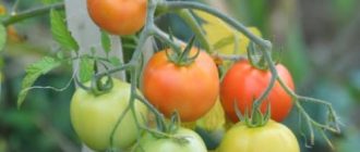 помидоры во время плодоношения