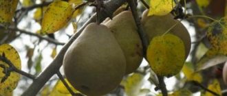 Чем подкормить грушу осенью