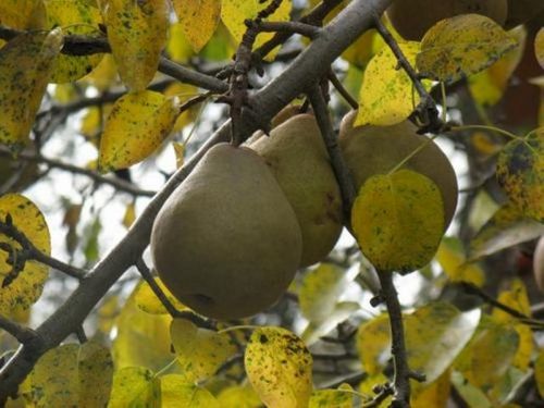Подкормка груши осенью: советы садоводам