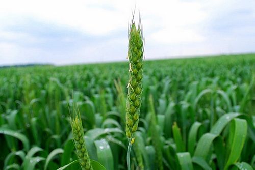 Подкормка озимой пшеницы
