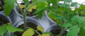 Удобрение для помидорной рассады