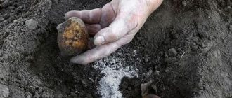 Удобрение картофеля при посадке в лунку